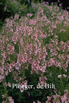 Diascia 'Jack Elliot'