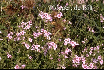 Diascia vigilis