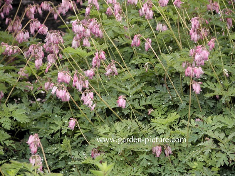 Dicentra formosa 'Bountiful'