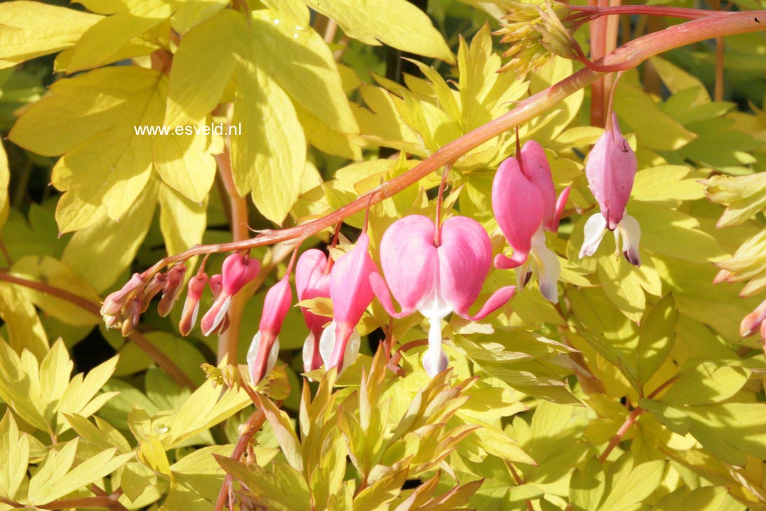 Dicentra spectabilis 'Gold Heart'