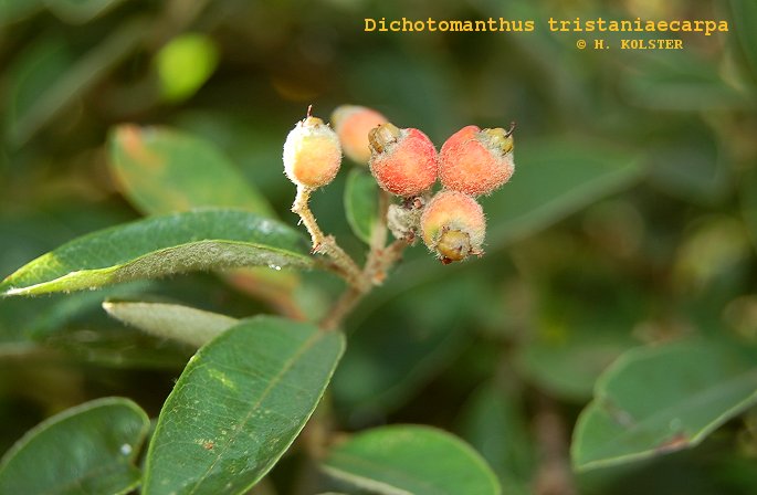 Dichotomanthes tristaniicarpa
