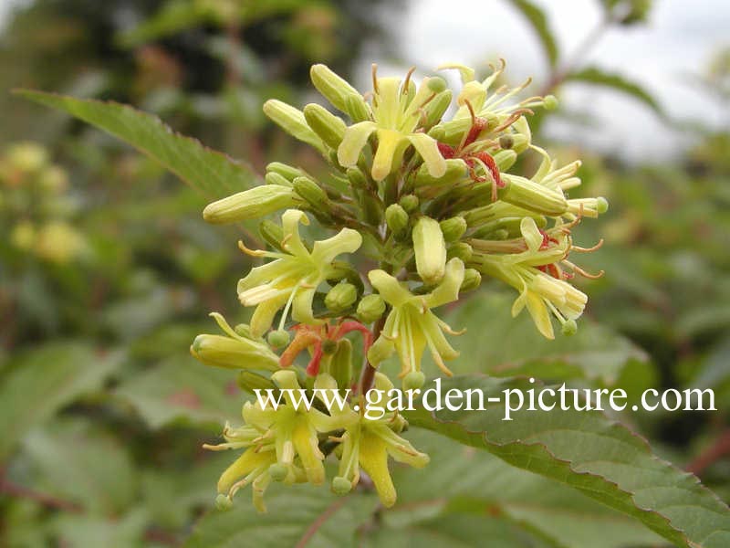 Diervilla sessilifolia 'Dise'