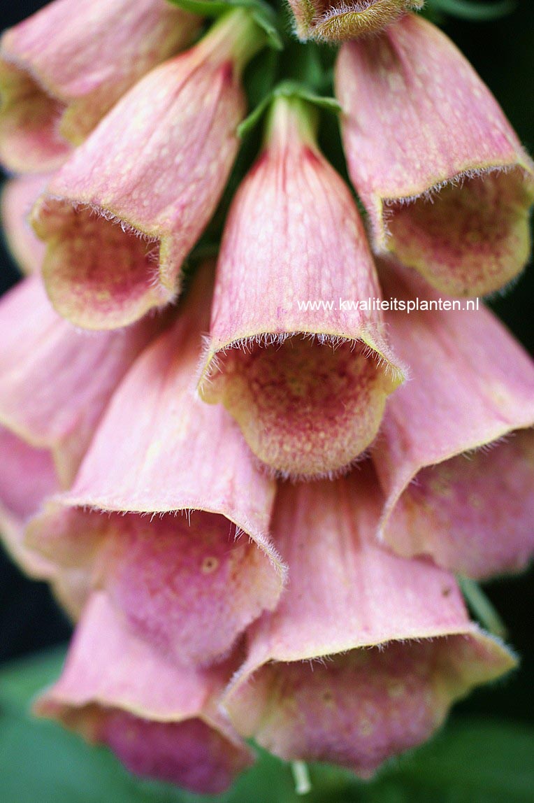 Digitalis 'Mertonensis'