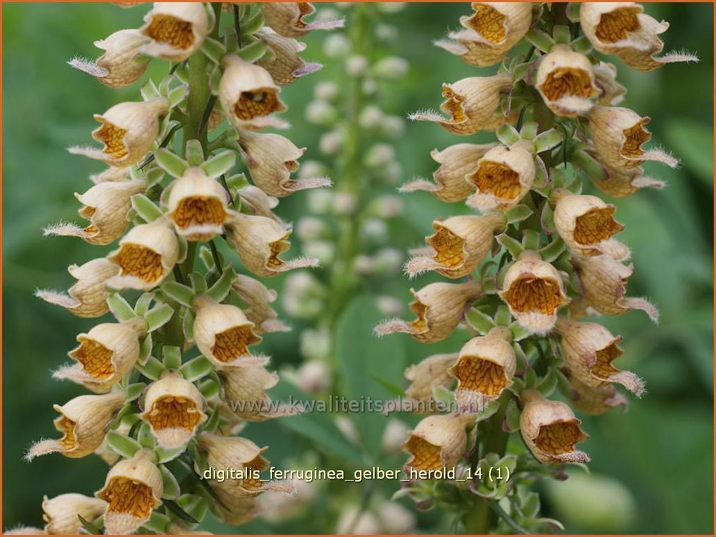 Digitalis ferruginea 'Gelber Herold' (C1093)
