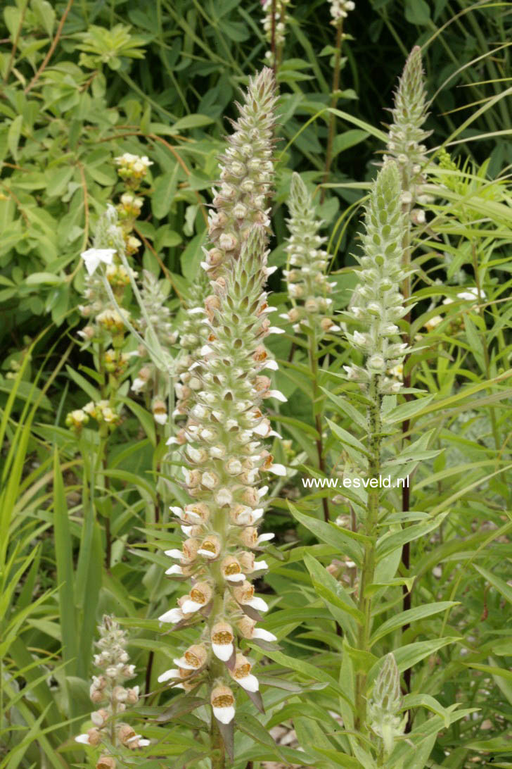 Digitalis lanata