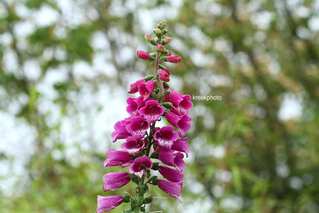 Digitalis purpurea 'Dalmatian Purple'