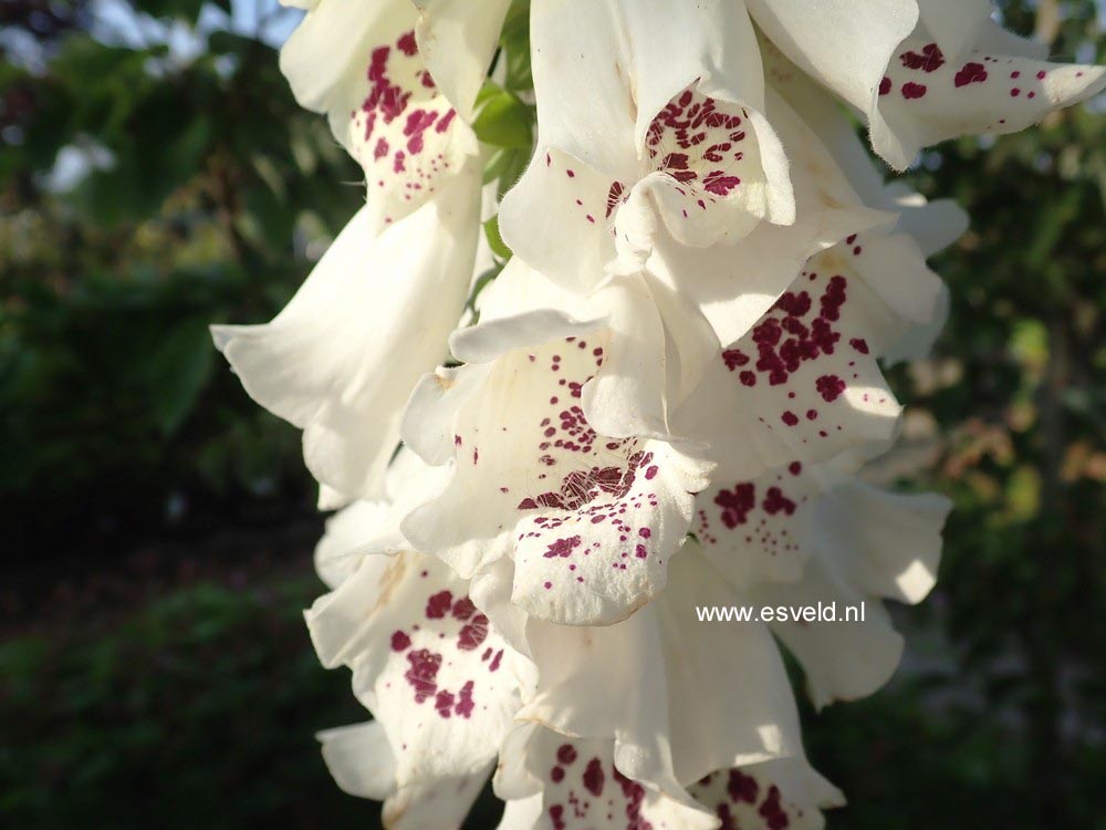 Digitalis purpurea 'Dalmatian White'
