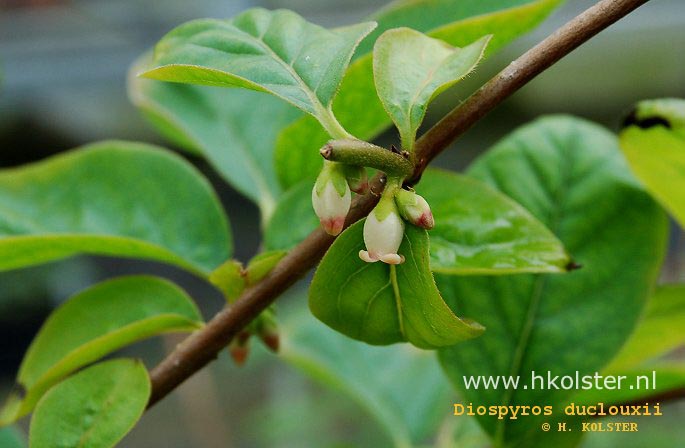 Diospyros duclouxii Diospyros duclouxii