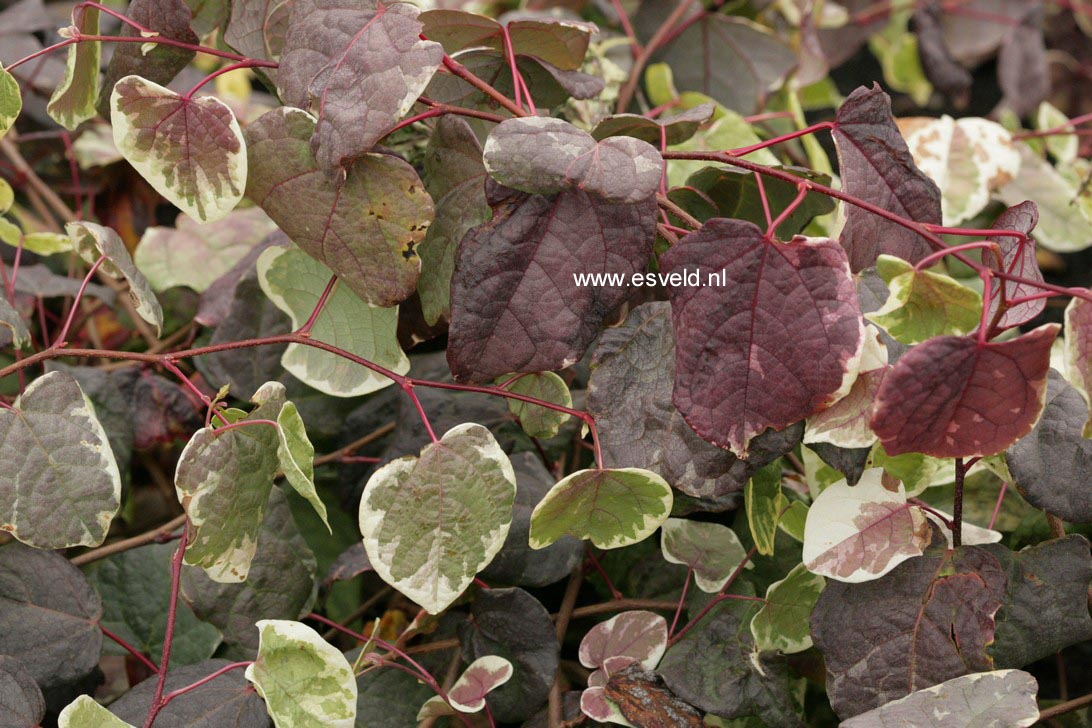 Disanthus cercidifolius 'Ena nishiki'