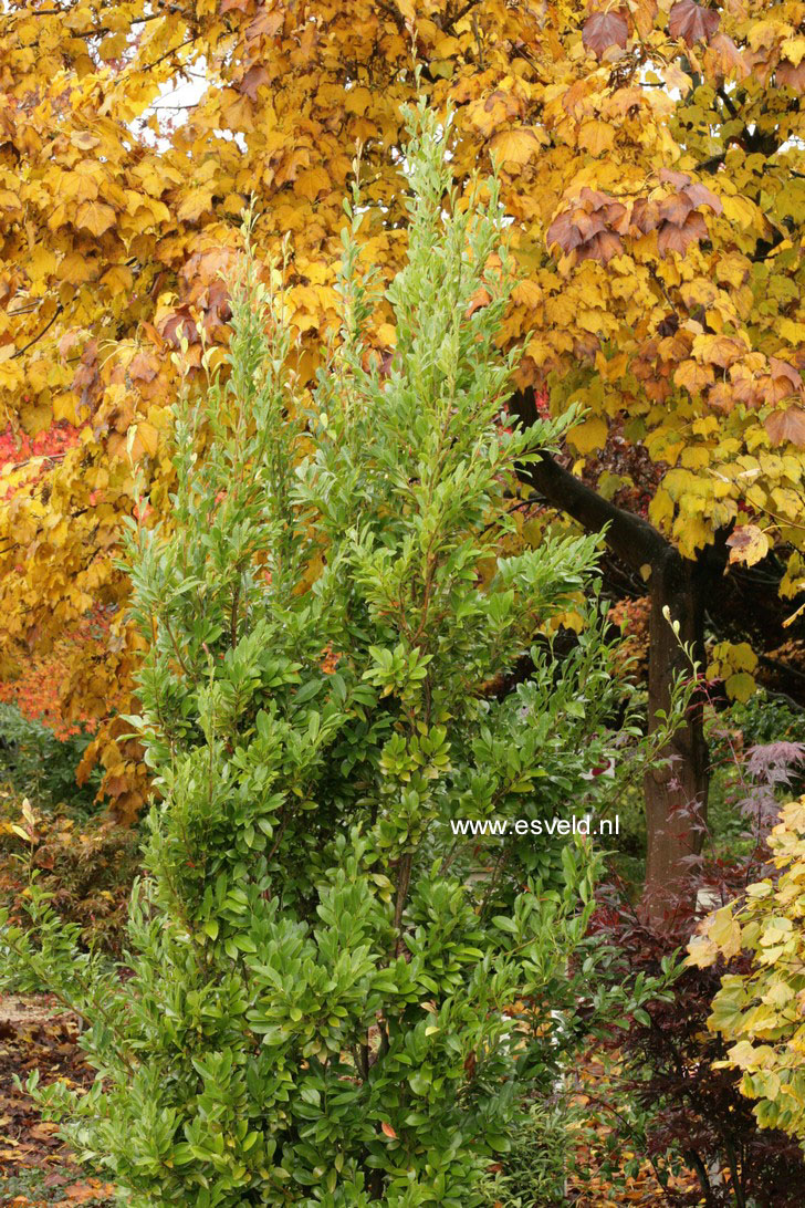 Distylium racemosum 'Ed's Upright'