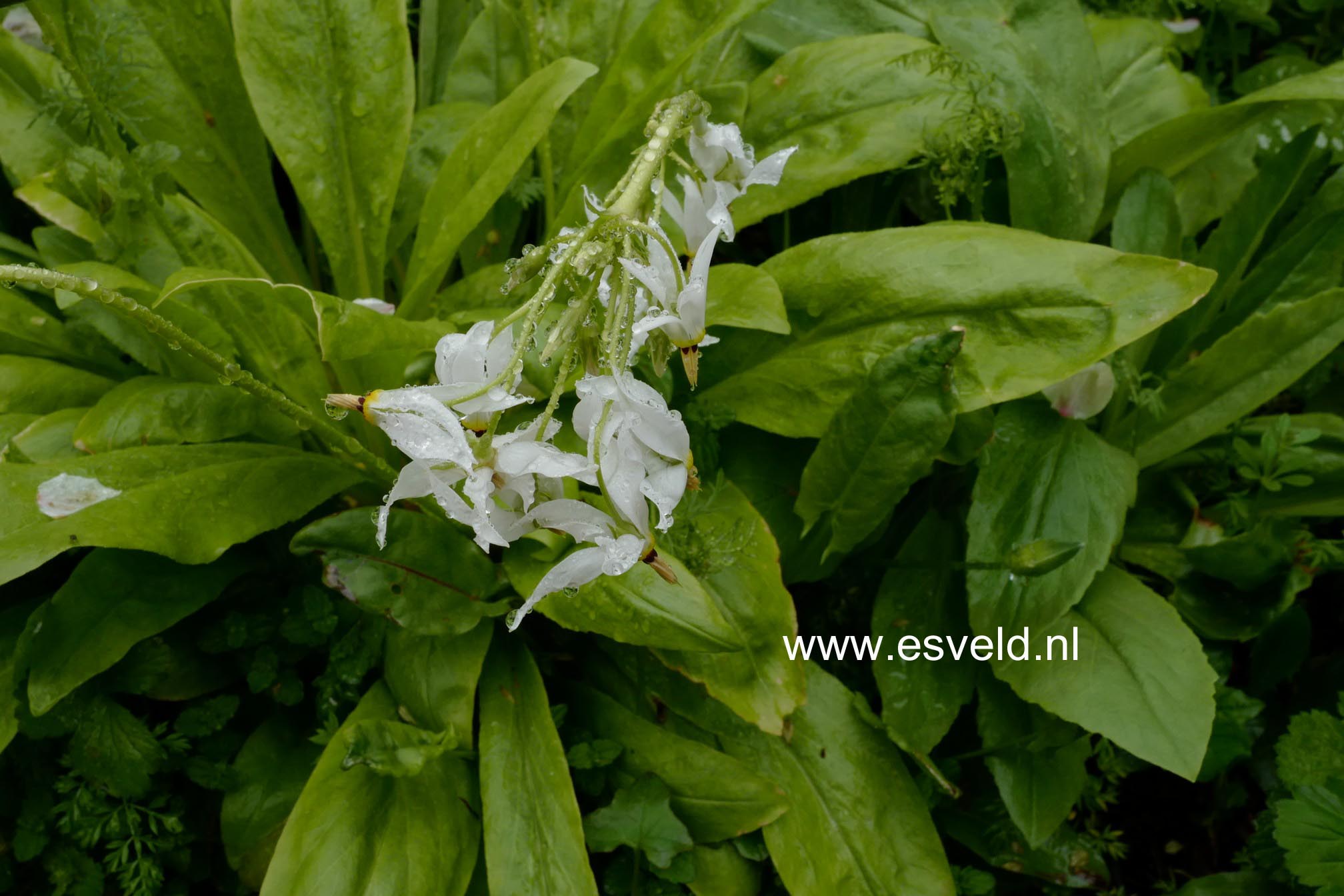 Dodecatheon meadia 'Album'