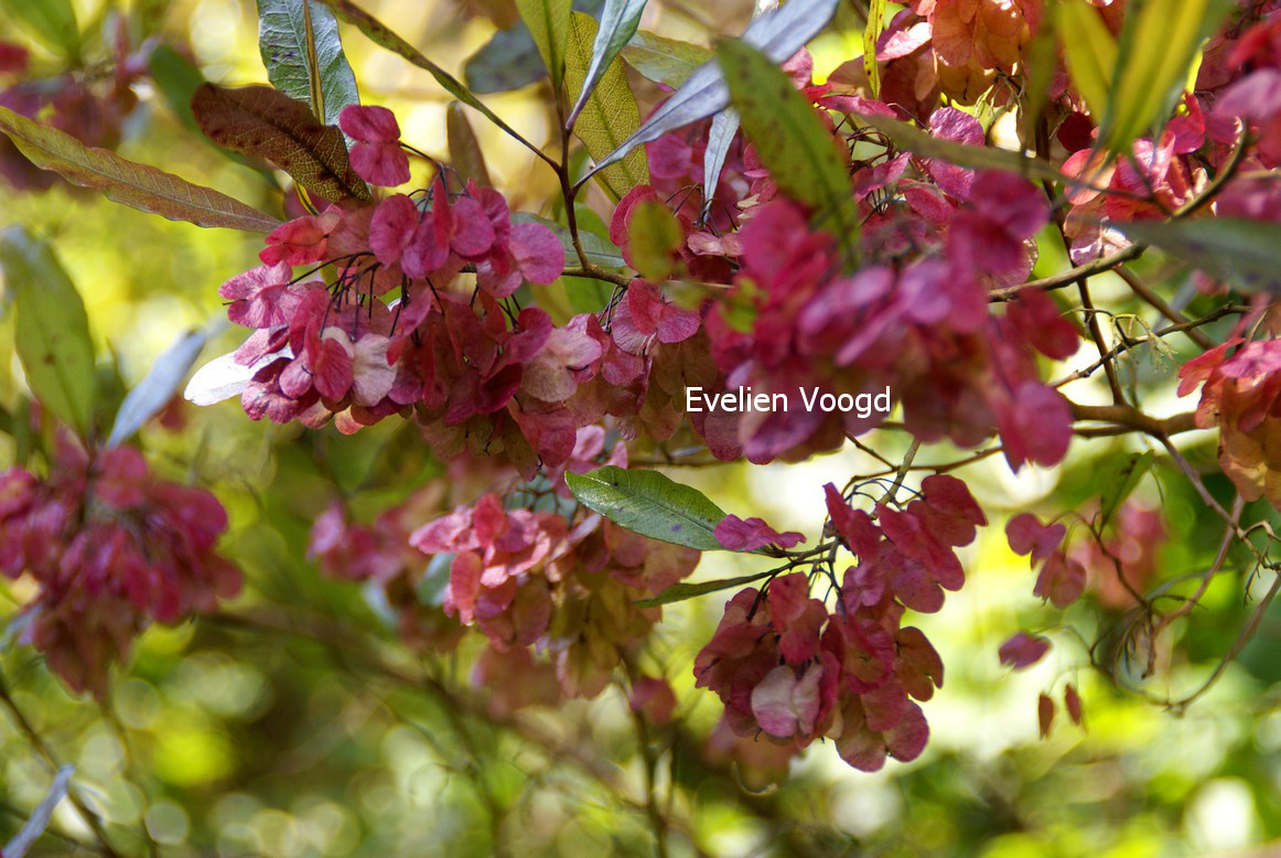Dodonaea viscosa 'Purpurea'