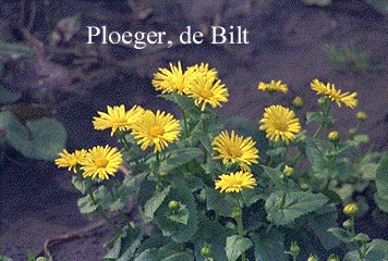 Doronicum 'Madame Masson'