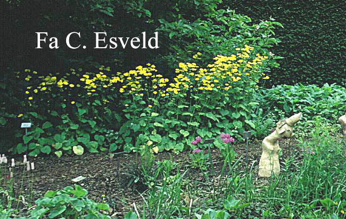 Doronicum pardalianches 'Goldstrauss'