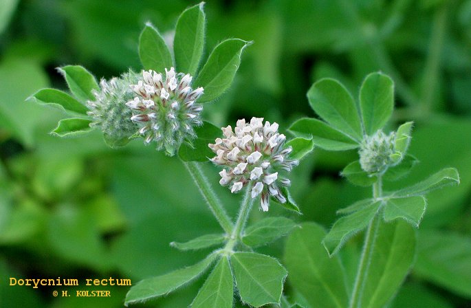 Dorycnium rectum Dorycnium rectum