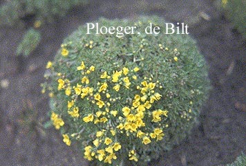 Draba bruniifolia Draba bruniifolia