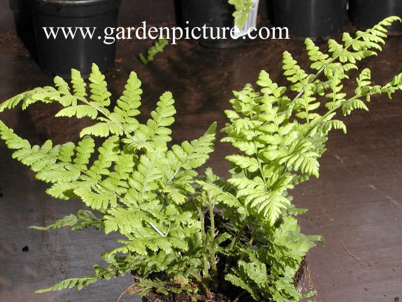 Dryopteris carthusiana