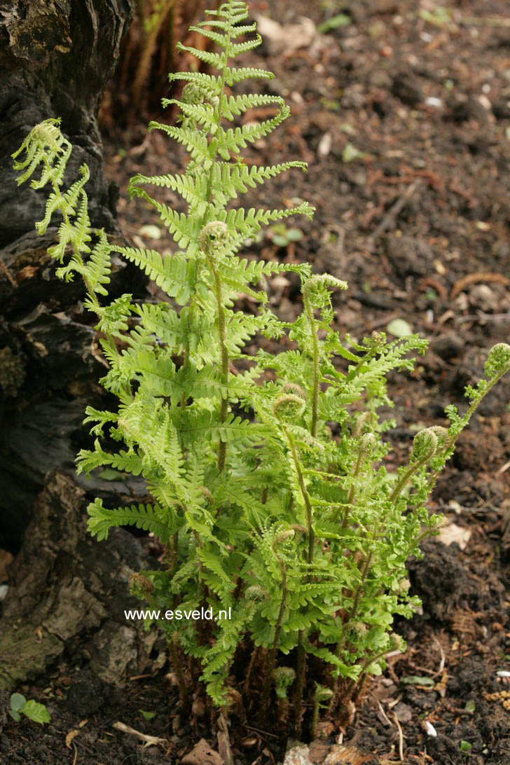 Dryopteris filix-mas 'Cristata' (19909)
