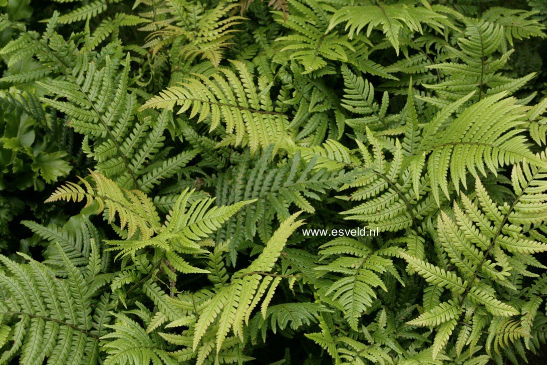 Dryopteris lepidopoda