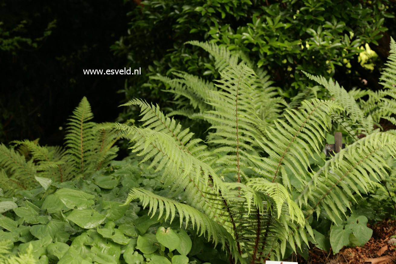 Dryopteris wallichiana