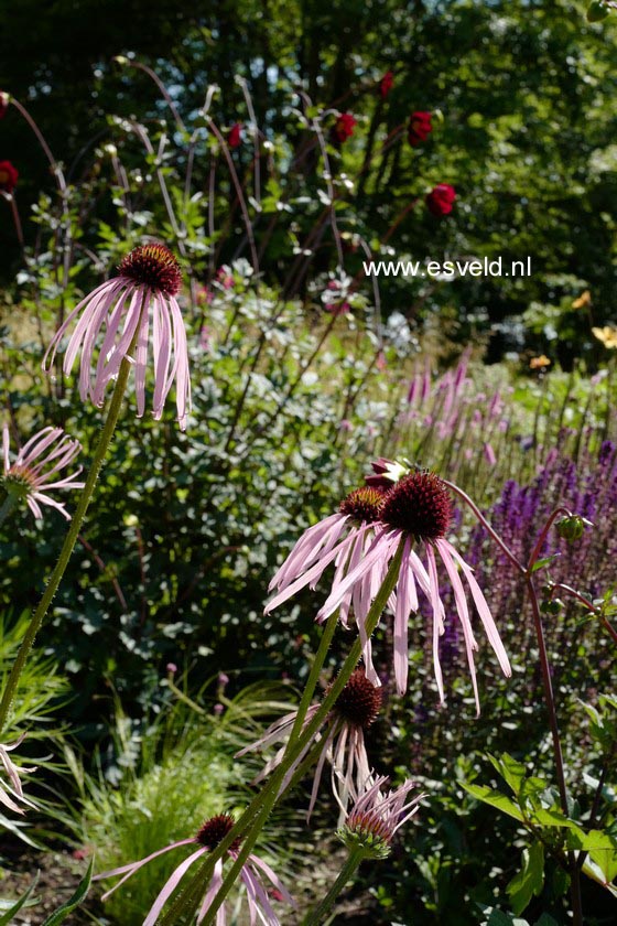 Echinacea pallida