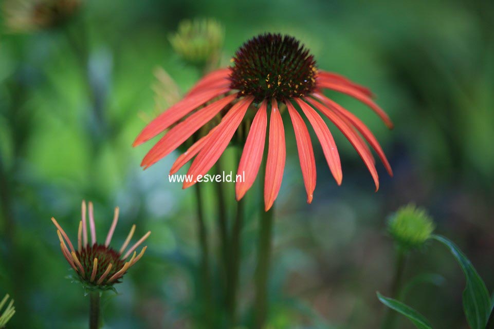 Echinacea purpurea 'Art's Pride'