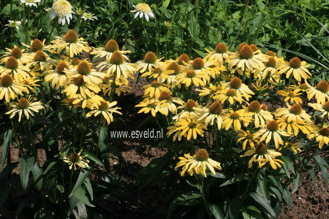 Echinacea purpurea 'Cleopatra'
