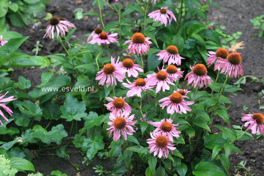 Echinacea purpurea 'Doubledecker' (B8610)