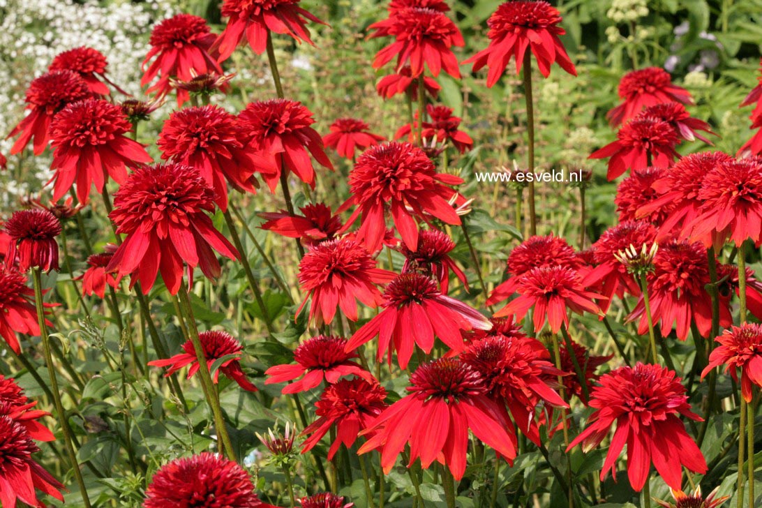 Echinacea purpurea 'Eccentric'