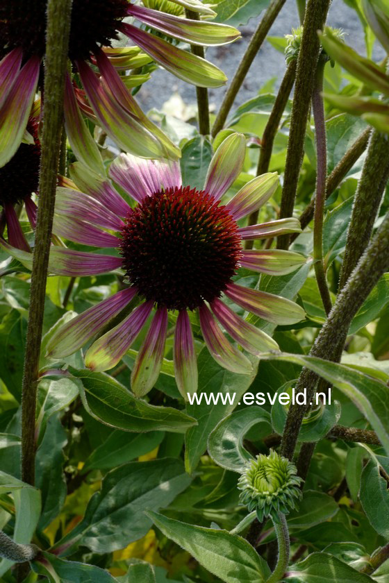 Echinacea purpurea 'Green Envy'