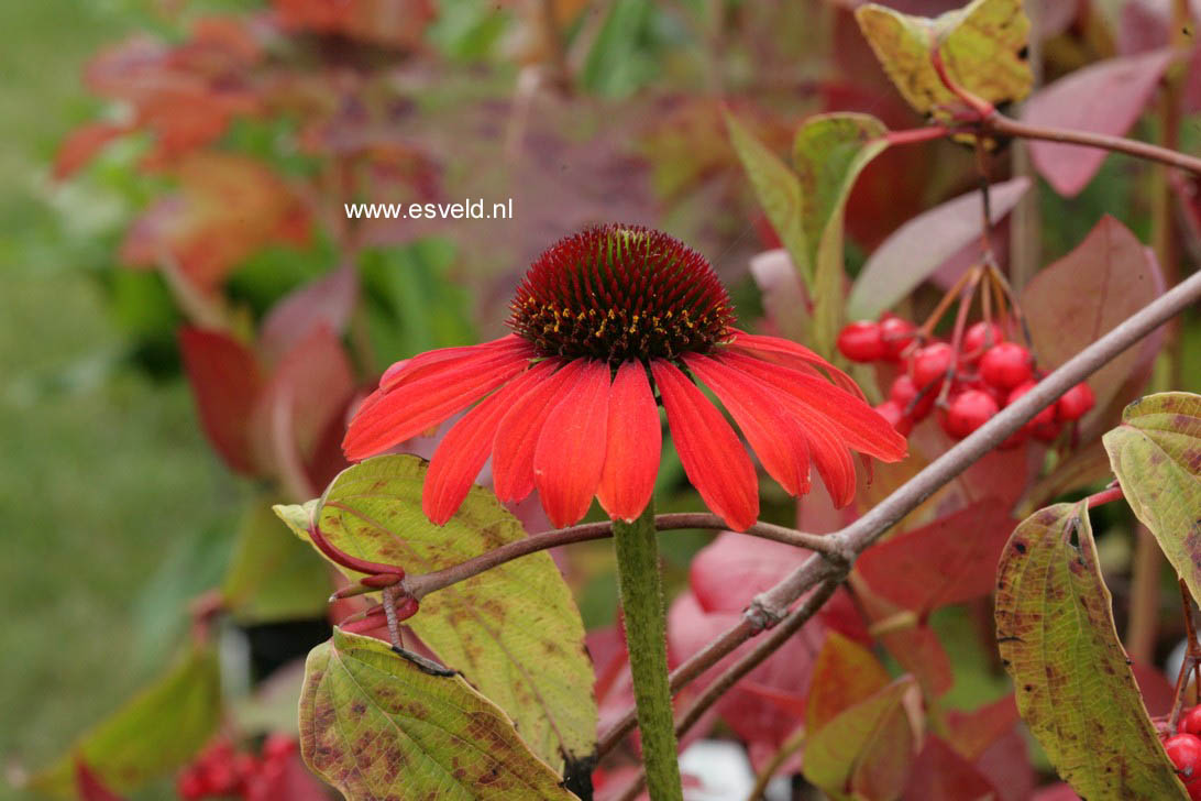 Echinacea purpurea 'Julia'