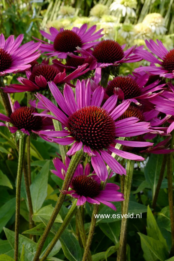 Echinacea purpurea 'Little Magnus'