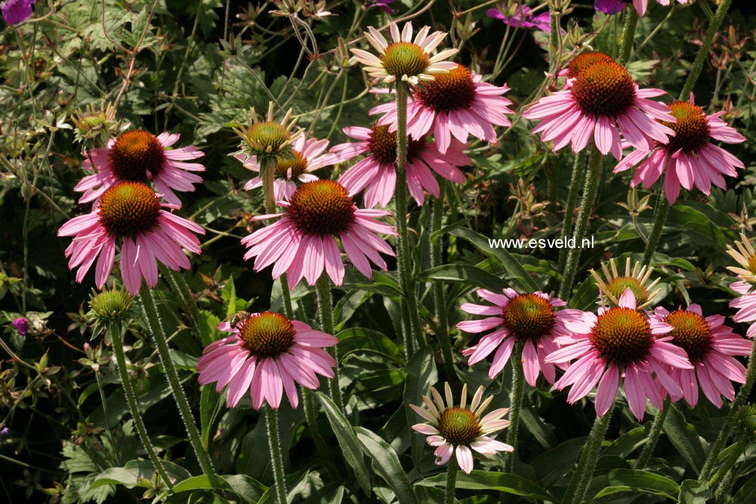 Echinacea purpurea 'Meditation'