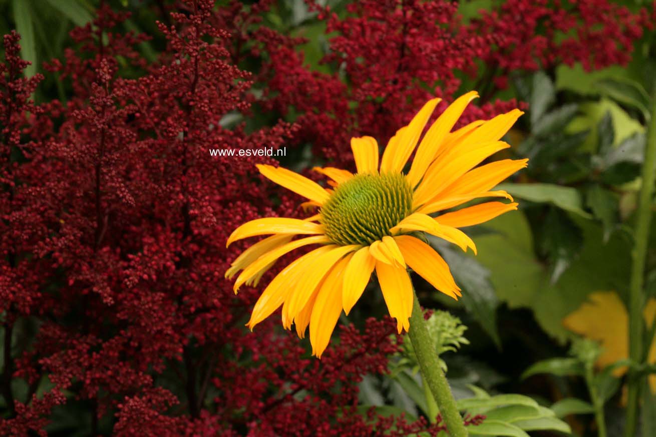 Echinacea purpurea 'Now Cheesier'