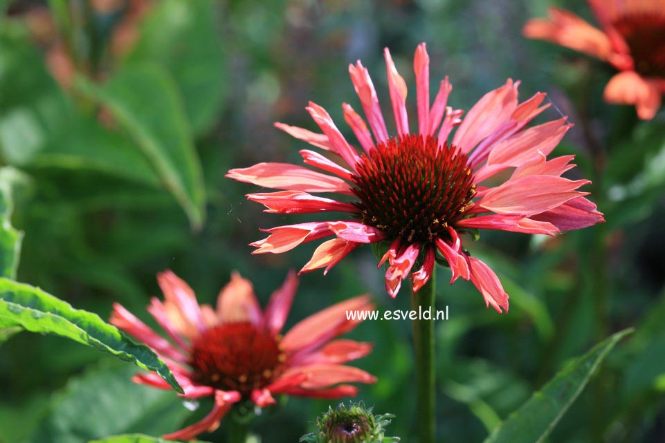 Echinacea purpurea 'Sunset'