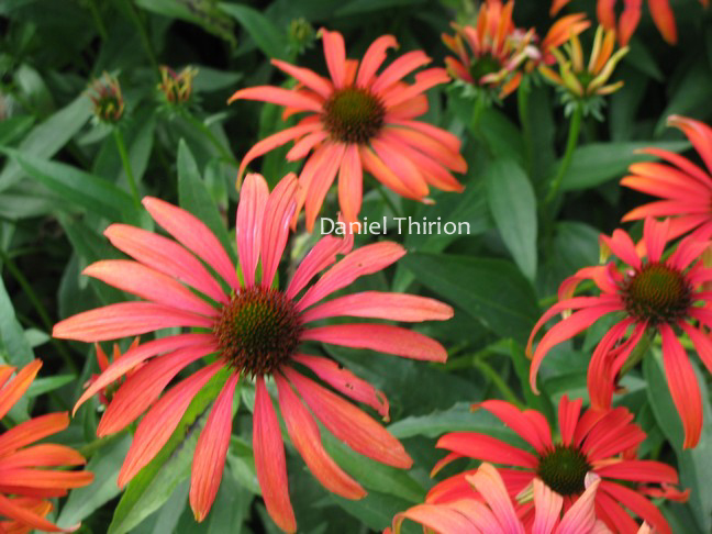 Echinacea purpurea 'Tomato Soup'