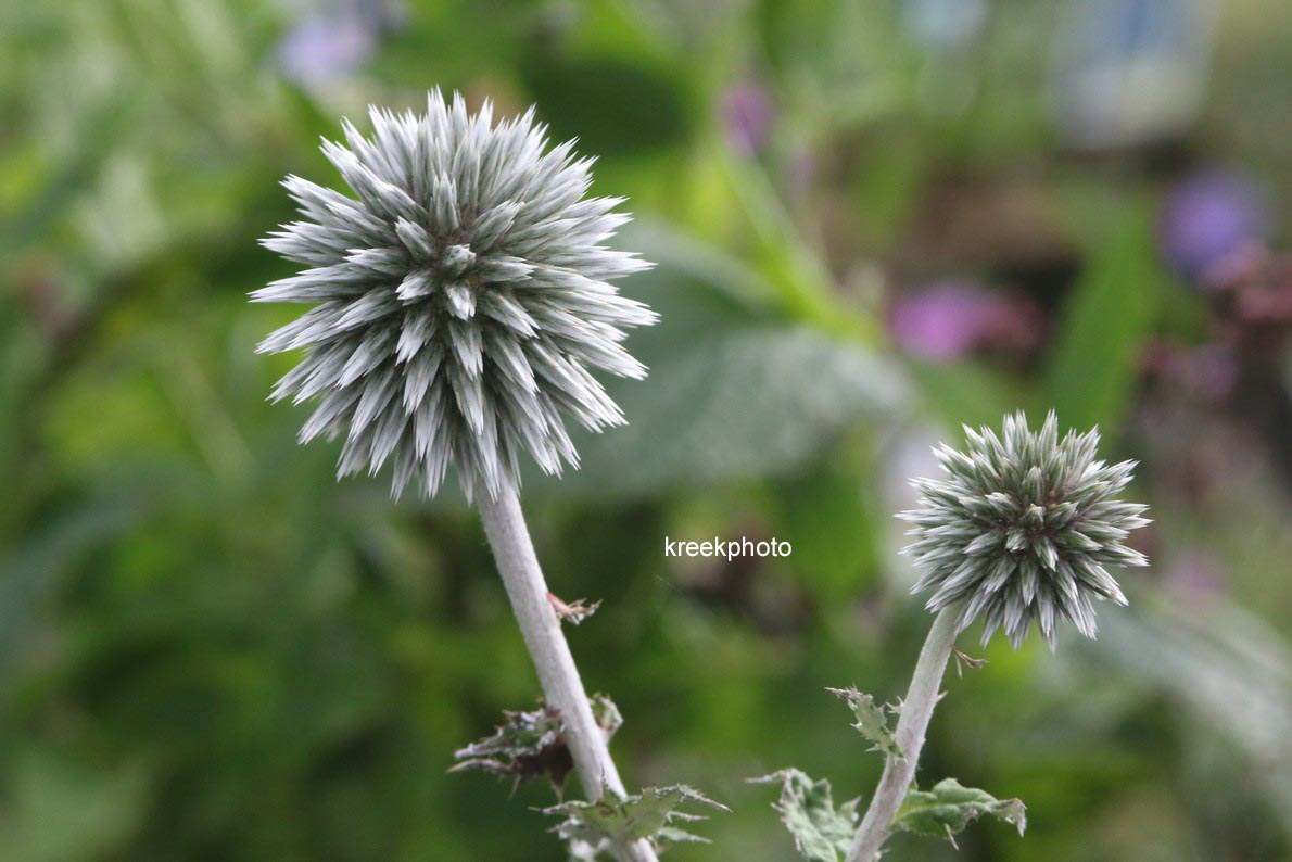 Echinops bannaticus 'Star Frost'
