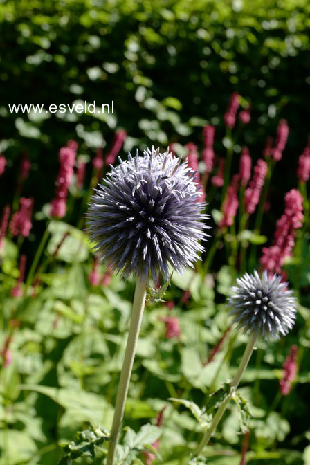 Echinops bannaticus 'Taplow Blue'