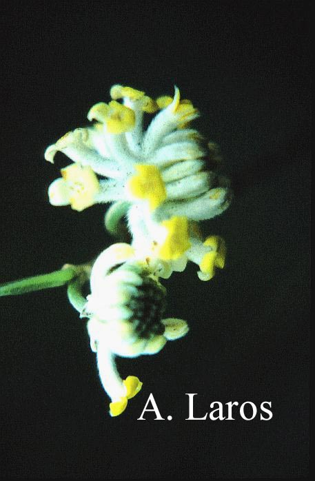 Edgeworthia gardneri