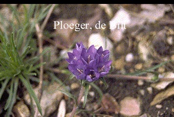 Edraianthus graminifolius