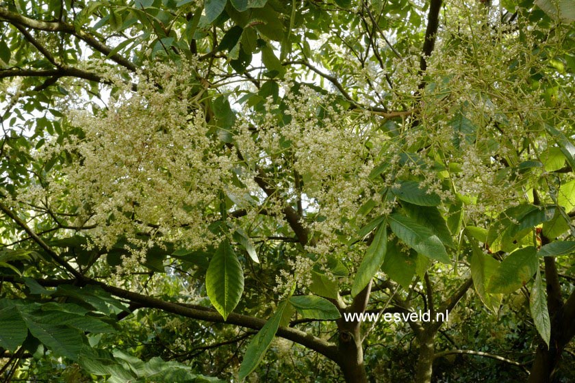 Ehretia acuminata var. obovata