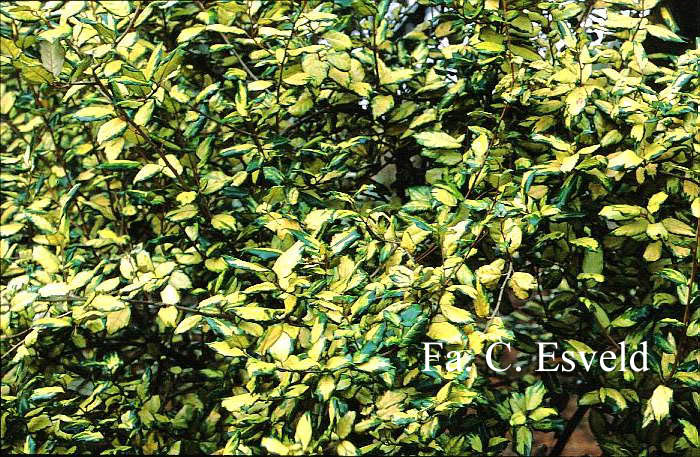 Elaeagnus ebbingei 'Coastal Gold'