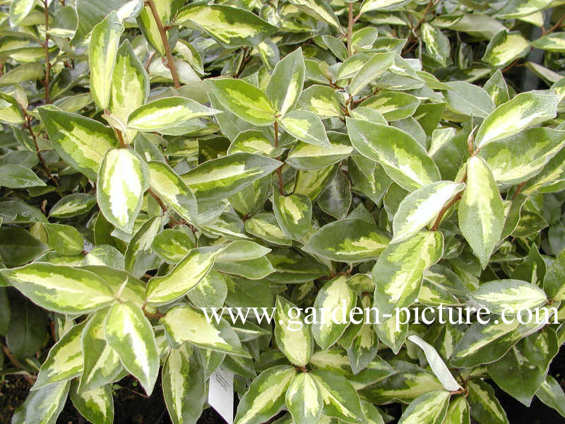 Elaeagnus ebbingei 'Lemon Ice'