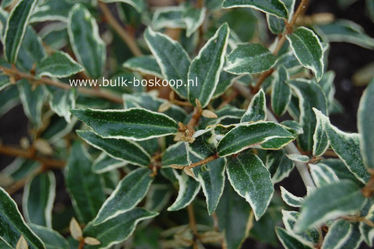 Elaeagnus pungens 'Hosuba fukurin'