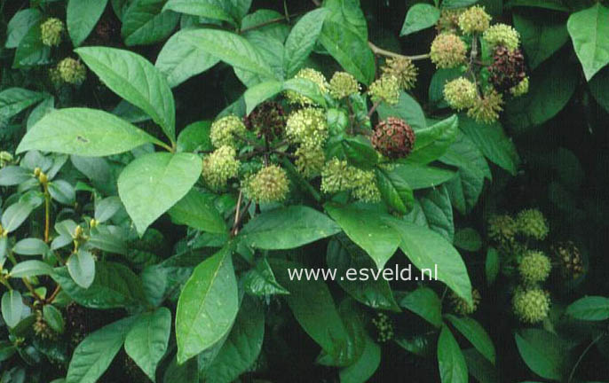 Eleutherococcus sessiliflorus