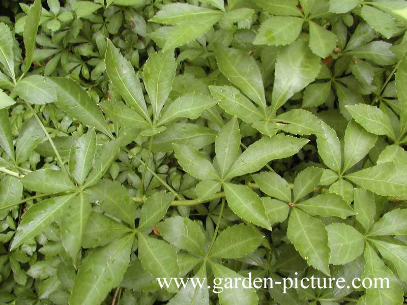 Eleutherococcus sieboldianus