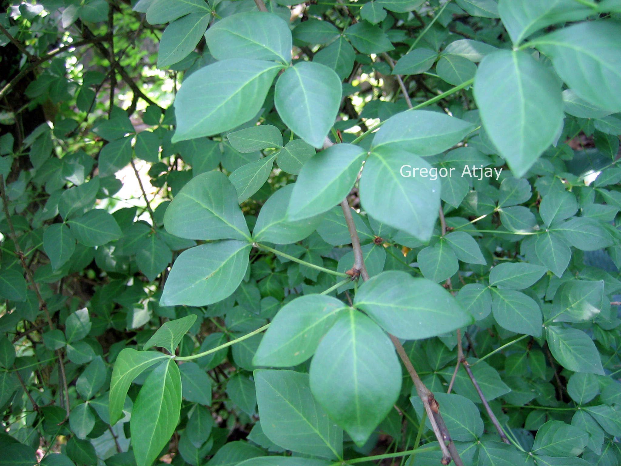 Eleutherococcus wardii