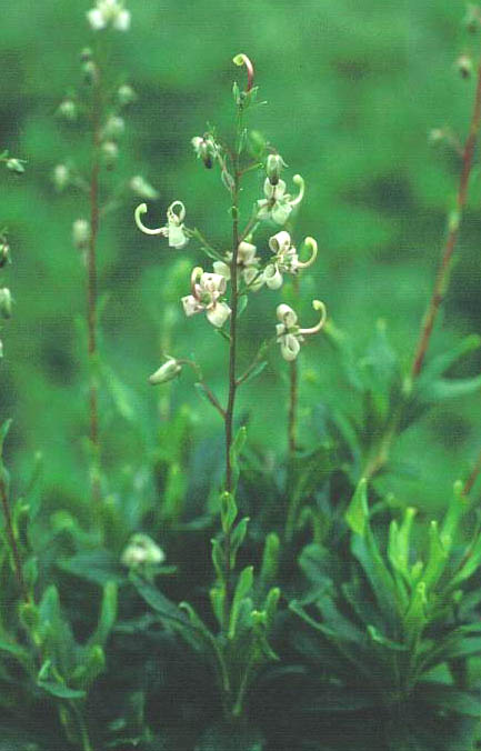 Elliottia bracteata