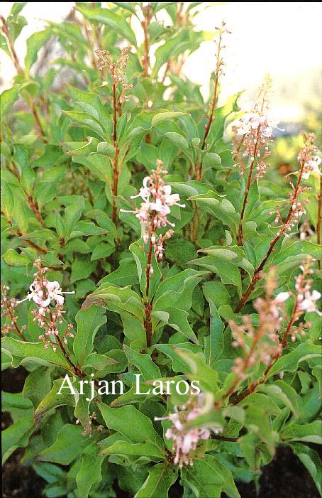 Elliottia paniculata