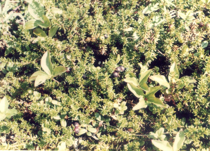 Empetrum nigrum hermaphroditum Empetrum nigrum hermaphroditum